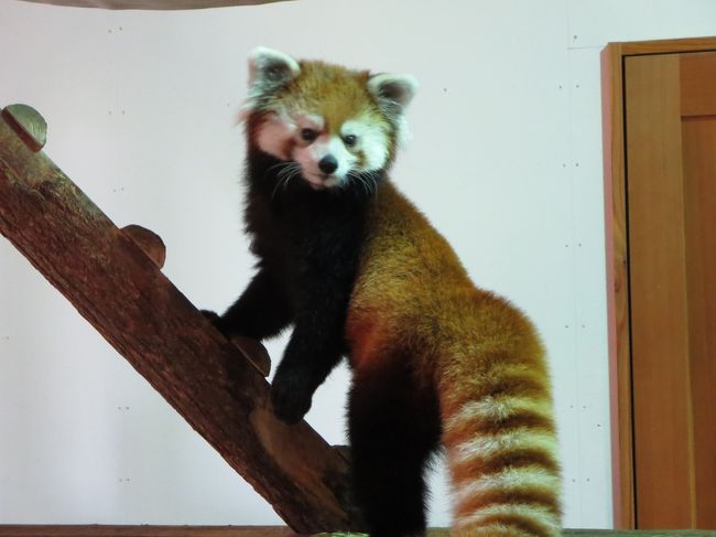 青春18きっぷを利用して、今年2回目の茶臼山動物園に出かけてきました。<br />夏の訪問は初めてです。暑さに弱い動物さんたちも多数と思われますが…みんな元気にしているかな。<br />