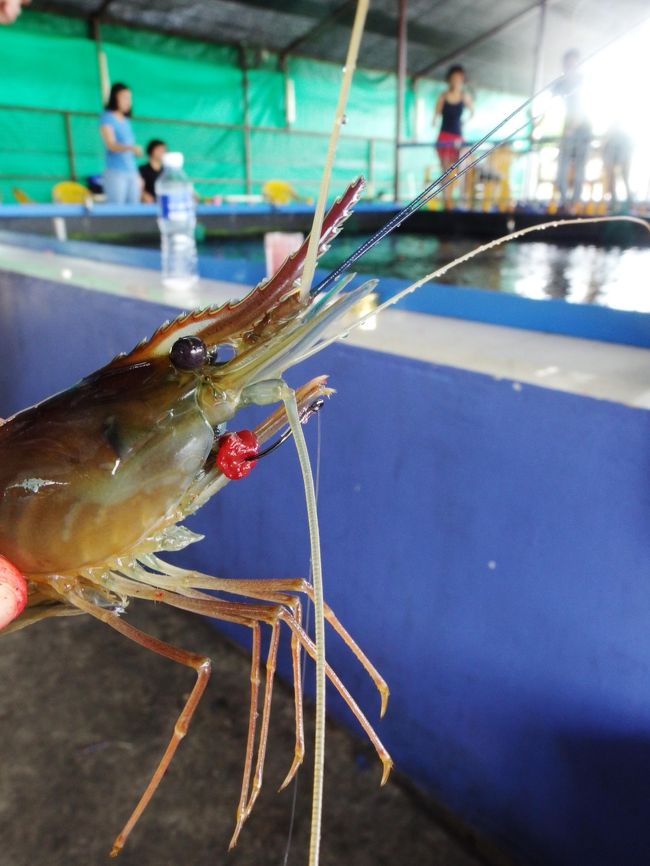 再びプンゴルへ。<br />プンゴルの釣堀の海老が一番吸い付きがいい。<br />言い換えれば、頭があまり賢くない海老が集まっていて、釣る側には朗報だ。<br /><br /><br />表紙写真はまんまと騙された海老蔵。<br />推定年齢7歳。