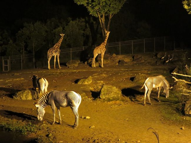 一度行ってみたかったナイトＺＯＯが、いしかわ動物園でも期間限定で開催されているとのこと。<br />８月中は金沢駅行きの夜便のバスも出ているとのことなので･･･いくなら今でしょう！<br /><br />でも、さすがに動物園はしごは、足にもカメラのバッテリーにも、ちょっときつかったようです(^^;)<br />