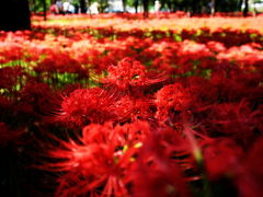 巾着田の彼岸花　2014/09/28