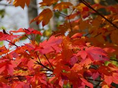 1泊2日週末旅行☆紅葉を見ながらドライブ～秋の北海道・旭岳温泉＆美瑛