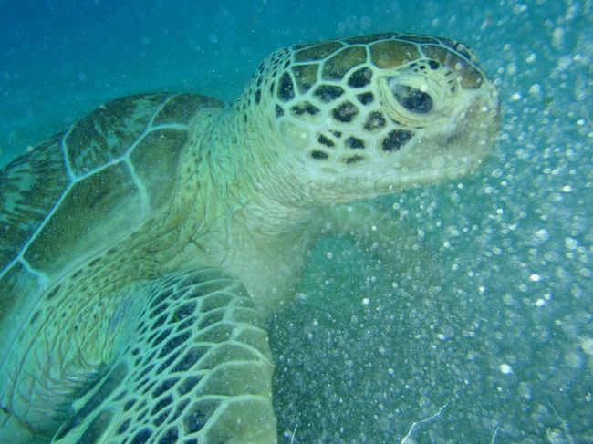 クラブパラダイスの目の前、ビーチから数メートルには素晴らしい海が広がっています。<br />写真も少し載せますが、なんといっても、あんなにビーチから泳いですぐに、ギンガメアジのトルネードや、人に超慣れてるウミガメさんたち、子供の拳大にもなる超おっきなジョーフィッシュ、コブシメなど、あまりに多くのすばらしい生き物がいる海なので、写真だと伝わりきらないので、相棒が撮影した動画をぜひ、ご覧ください！<br />ここは、水深も数メートルなので、素潜りでもいけちゃうんです＾＾<br />このハウスリーフのためだけに、ここにもう一回いきたい！