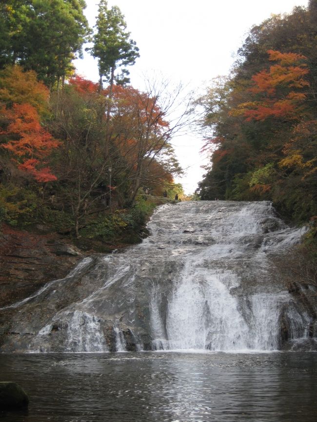 紅葉を見に行きたい！！でも、もう紅葉シーズンは終了？と<br />思っていたら、千葉県内に素敵な紅葉スポットが！！<br /><br />以前から小湊鉄道にも乗ってみたかったので、車ではなく<br />電車に乗って行ってみました♪