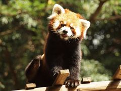 レッサーパンダに会いに池田動物園に行こう！おいしいかばくろのぶたかば重とシャインマスカット