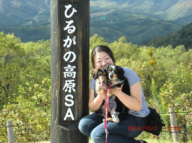 親子３人+愛犬２匹で初旅行へ！<br />いつもは誰かが愛犬と留守番ですが、今回は全員で1泊で行くことになりました。<br />ワンコと娘は４回目のひるがの高原のコテージですが、私達は一緒に泊まるのは<br />初めてです。車中で乗車時と降車前にワンコがてんやわんやでにぎやかなこと！<br />コテージに着いてからも大変！でも、車から降りたら景色を楽しみ散策して嬉し<br />そうでした。<br />ただ、ひるがの高原も郡上八幡も全く、犬OKのカフェなどが無くて、仕方なく、<br />郡上八幡観光協会のレストランでランチを川べりのベンチで食べました。結構、<br />ワンコ連れが多いのに残念でした。