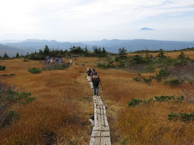 （写真は毛無岱から、右前方は岩木山）<br /><br />6月の東北に続き、今回は秋田・青森の紅葉を訪ねます。<br /><br />1.新幹線盛岡駅からバスで八幡平へ<br />　　頂上は紅葉見頃のはずでしたが、雨、ガスで何も見えず。　八幡沼あたりをゆっくり散策したかったのですが・・・<br />そのまま反対側の玉川温泉に下ります。　（玉川温泉泊）　<br /><br />2.翌朝鹿角花輪へ。　友人と合流し、小坂製錬所に立ち寄り、発荷峠から十和田湖に入ります。　午後は奥入瀬を子ノ口から石ヶ戸まで歩きます。（十和田湖畔泊）<br /><br />3.八甲田をトレッキングします。　私は毛無岱中心に、友人は初めてということで赤倉岳から大岳、仙人岳を縦走し、酸ヶ湯で合流します。　その後田代平、田代湿原を廻ります。　（八甲田温泉泊）<br /><br />4.台風18号が迫っており、友人と別れ昼の新幹線で早めの帰京です。<br /><br />　・山燃えて赤白黄色青みどり　＜爆発だ＞<br /><br />　・願わくは百年前を歩きたし<br />　　　　　　五十年後を見てみたし　＜悠遊人＞<br /><br />●火山・噴火に関して<br /><br />　火山は構造的に形成されるものではなく、マグマを流し続ける噴火活動でできる。　しかも今回の御嶽山のような3,000級の山となるとそれこそ過去何百回とはるかに大規模なマグマ噴火を繰り返してきたのだ。　今回のような水蒸気爆発で高い山はできない。　山が怒り出せばとてもこのようなものでは済まない。　<br />　もともとは地震も噴火もプレートの動きが原因なのだから、注意したほうがいい。　東北大地震も小笠原沖で続く西之島新島の噴火も今回の御嶽山もすべて太平洋プレートの縁辺で起きており、これらは連動していると考えるべきだ。　日本のまわりでは地震･火山の活動期に入ったのかもしれない。ちなみに百名山のうち約1/3は火山です。　また蔵王、那須、日光白根、箱根、浅間、阿蘇、霧島、桜島は最近活動が活発化しているのでご用心。　　<br /><br />※御嶽山の噴火犠牲者にお悔やみ申し上げます。　＜愛山者＞