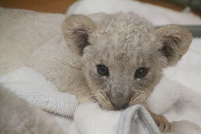 レッサーパンダのカフェくんと風菜ちゃんに会いたくて、車がないとアクセスが不便だけど、ぜひ行ってみたいと思うようになった富士サファリパーク。<br />でも同時に、赤ちゃんライオンが近くで見られる、というので、ぜひそのときに行きたい！！<br />と思いました。<br />９月初旬に行こうと計画したときは、初夏から始まっていた、赤ちゃんライオンの展示やミルクタイムといったイベントはまだ続いていましたが、そのときは計画をキャンセルせざるを得なくて、次に行くときには赤ちゃんライオンに間近で会えることはもうないと思っていました。<br /><br />ところが、ライオンの赤ちゃんがまた生まれたらしく、赤ちゃんライオンふれあいイベントは10月中旬まで延期！<br />とのニュースを知ったからには、俄然、期待がふくれあがりました。<br /><br />富士サファリパークの会員登録は、カードが届くまで一定の時間がかかるものの、入会費・年会費は無料なので、レッサーパンダのカフェくんが埼玉こども動物自然公園から移動してまもなく、いつか会いに行くときのために会員登録をすませておきました。<br />その会員特典でサファリゾーンをめぐるジャングルバスや、ライオンの赤ちゃんのふれあいイベントのお知らせやネット予約の案内がメールで来るようになったわけですが、やる気満々な私、どうせなら、とイベントの予約もしておきました！<br />赤ちゃんを抱っこした私自身の記念写真は別に要らないのですが、記念撮影することで、赤ちゃんが抱っこできるわけですから@<br />朝晩は活動的になるレッサーパンダのために時間をさくため、15時からのふれあい撮影会を予約しておきました。<br /><br />もっとも、ふれあい撮影会で赤ちゃんライオンを抱っこして撮影できる枠の数は思ったより多く、私が出かけたのは10月の平日だったせいもあり、わざわざネット予約しなくても、現地でチケットを買っても十分に間に合ったようです。<br /><br />ほんとうは14時半からのミルクタイムもねらっていました。こちらは無料で、ライオンの赤ちゃんがミルクを飲んでいるところが見学できるというだけですが、それでもすぐ間近で、ミルクを飲む可愛い姿が見られたはずです。<br />ところがぎりぎり14時半に駆けつけたら、なんとミルクタイムが終わっていました（泣）。こういうイベントはいくら平日でも余裕をもって行くべきでした。<br />ミルクタイムは１日に２回なので、楽しみにしていたイベントの１つなのに自分のうっかりで逃してしまいました。<br /><br />でも、その直後からふれあい撮影会の時間まで、赤ちゃんたちはふれあい体験棟の赤ちゃんルームで公開されていたのですが、他の見学者はミルクタイムを見た後だからか、あるいはそこに赤ちゃんが時間限定で公開されているのに気付かなかったのか、私一人の独占状態でした。<br />そのときに、じゃれて、だんだんと眠くなる赤ちゃんたちがたっぷり見られました。<br />赤ちゃんはどうやら３頭はいたようですが、公開されていたのは２頭でした。<br />公開されていた子たちは白っぽかったですが、撮影会のためにいったん公開中止となる直前に飼育員さんが連れてきた子は茶色かったです。その子は撮影するチャンスはありませんでした。<br /><br />ふれあい撮影会では、他のグループが撮影しているところを横からちょこっと私のカメラで写真が撮れるかな、と思っていましたが、会場の仕様でそれは無理でした。<br />でも、一家族あるいはグループが撮影するとき、抱っこできるのは１人なので、撮影後、写真を確認したら、他のメンバーが赤ちゃんに触れられる時間が設けられていました。20秒でしたけど@<br />私は１人参加だったので、撮影会のときには私が抱っこし、そしてふれあいタイムには飼育員さんのお姉さんが抱っこしているところをすぐ近くで写真を撮ったり、触らせてもらったりしました。<br />赤ちゃんを抱っこするときの注意として、脇の下に手を入れて、たとえ毛でふわっとしていても、恐れることなく「きゅっ」と赤ちゃんをおさえて欲しい、というのがありました。「ぎゅっ」では強くて赤ちゃんがいやがるので、「きゅっ」とやさしくしっかりと。逆に、毛でふさふさしているからといって、きちんと抱っこしないと赤ちゃんが動いてしまうから、と。<br />そんなにライオンの赤ちゃんって毛がふさふさしていたっけ？<br />と思って抱っこしてみたけれど、毛で体の大きさが一回り大きく見えるレッサーパンダと比べたら、パーマ頭と坊主頭くらいの差がありました@<br />でも、赤ちゃんは温かくて、やわらかかったです@<br /><br />富士サファリパークでこんな風にライオンの赤ちゃんのふれあいが何度も実現できるのは、赤ちゃんが次々産まれているせいもあると思いますが、たいてい飼育員さんが保護して人工哺育することにしているからでしょう。<br />ライオンの赤ちゃんは、野生では、エサが足らないと弱い赤ちゃんは生き延びられませんし、群れのオスが交代することがあると、前のオスの子供を噛み殺してしまうせいので、とても生存率が低いそうです。<br />きっとそれはサファリゾーンの赤ちゃんも同じで、人工哺育にしないと生存率が落ちるのかもしれません。<br />ちなみに、ライオンの赤ちゃんの生存率の低さについては、ジャングルバスでサファリゾーンめぐりをしたときに聞いた話です。<br /><br />というわけで、初めての富士サファリパーク行きの旅行記シリーズ４本目のこの旅行記では、ふれあい牧場のふれあい体験棟で会えて、ふれあい撮影会で抱っこできたライオンの赤ちゃんたちの写真の他、どうぶつ村の動物たちの写真を収めました。<br />ちなみに、ライオンの赤ちゃんを抱っこしている写真は撮ってもらったのですが、その写真は旅行記に入れていないのであしからず。<br />ふくよかな私に抱かれている赤ちゃんは、より小さく、可愛らしく写っているんですけどネ！<br /><br />＜初めての富士サファリパーク行きの旅行記のシリーズ構成＞<br />□（１）プロローグ＆アクセス編：新宿スパ＆サウナのカプセルホテルもどきに前泊して、小田急ロマンスカーあさぎり号と富士急の路線バスでアクセス<br />□（２）白い帽子をかぶった富士山ほかいろんな富士山が見られた富士サファリパークいろいろ＆グルメ編<br />□（３）レッサーパンダのカフェくんと風菜ちゃん終日屋外同居！〜ふれあい牧場の動物たち<br />■（４）ライオンの赤ちゃんこんにちは！＆どうぶつ村の肉食獣や可愛いケープハイラックスの赤ちゃんに珍しいシロカンガルーなど<br />□（５）ジャングルバスのぞう号でサファリめぐり！〜迫力のエサやり体験＆クマやゾウやライオンやチーターやバイソンなどの子供もたくさん！<br /><br />富士サファリパーク公式サイト<br />http://www.fujisafari.co.jp/<br /><br />＜タイムメモ＞<br />05:30　起床<br />06:00　チェックアウト<br />06:20　小田急ロマンスカーのホームへ<br />06:45発のあさぎり１号に乗車<br />08:21　御殿場駅着<br />08:30発の路線バスに乗車<br />09:05頃　最寄りのバス停に到着<br />09:05　サファリパーク入園＆ジャングルバス受付<br />09:25〜09:40　ふれあい牧場（レッサーパンダ以外）<br />（レッサーパンダ展示開始は10:00から）<br />09:50〜10:15　どうぶつ村<br />10:20〜11:40　レッサーパンダのカフェくん＆風菜ちゃん<br />11:45〜12:20　どうぶつ村（＆シロカンガルーの餌やり）<br />12:20〜12:55　パン工房＆サファリショップ散策<br />13:00〜14:05　ジャングルバスでサファリゾーンめぐり<br />14:10〜14:25　ランチ休憩<br />14:30〜14:45　ふれあい体験棟のライオンの赤ちゃん<br />15:00〜15:10　ライオンの赤ちゃんふれあい撮影会<br />15:25〜16:05　レッサーパンダのカフェくん＆風菜ちゃん<br />16:10〜16:20　おみやげショッピング<br />16:25　サファリパークを出てバス停へ<br />16:43発のバスで御殿場駅へ<br />17:19頃　御殿場駅着<br />17:56発のあさぎり６号に乗車<br />19:34　新宿駅着<br /><br />※これまでの動物旅行記は目次を作成しています。<br />動物／動物園と水族館の旅行記〜レッサーパンダ大好き〜　目次<br />http://4travel.jp/travelogue/10744070<br />