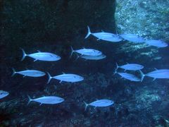 初めての西表ダイビング旅行（ダイビング～後篇「オガン遠征」）