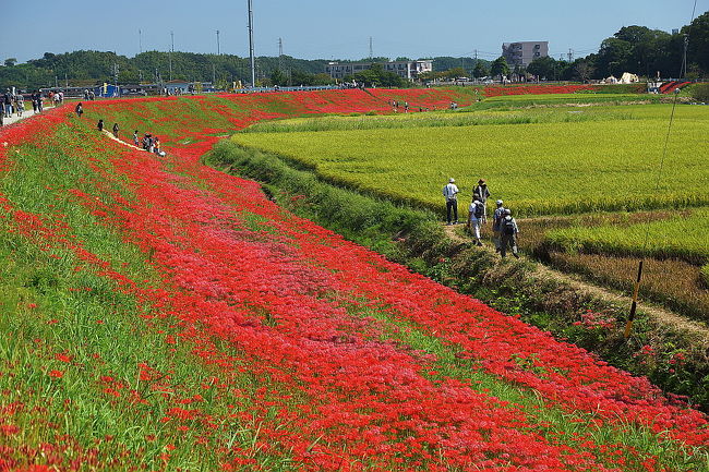 この日は、二百万本の彼岸花が咲くという愛知県半田市の矢勝川に向かいます。<br />ちょうど、「ごんの秋まつり」の期間中（2014年9月19日（金）〜10月5日（日））で、彼岸花もたくさん咲いていそうです。<br /><br />童話「ごんぎつね」の作者として新美南吉は知られていますが、今日は、彼がすごしたところが多く残る半田市を散策します。<br /><br />天気もよさそうです。新美南吉記念館ホームページで、開花情報や、イベント情報が手に入ります。<br />ちょうどこの日は、名鉄ハイキングとかさなってすごい人です。<br />名鉄半田口駅からも近くて便利そうです。<br /><br /><br />