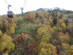 旭岳中腹の紅葉と熟した花の実を探しに（北海道）