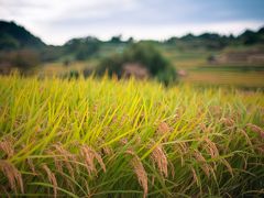 実りの秋：明日香村　奈良