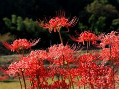 葛城山のススキを見てから、一言主神社周辺の彼岸花を観賞してきました。