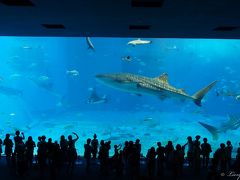 2013年夏　家族旅行　いざ沖縄へ　No.1