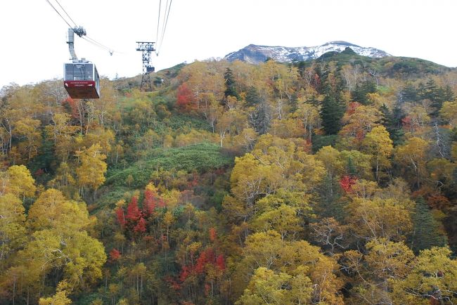 北海道の最高峰旭岳（2,291m）には、姿見の池（標高1,600m）近くまでロープウェイで一気に上がれるところです。<br /><br />今年の紅葉はいつもより早く9/15頃から始まり、次第に下界に下りてきています。<br /><br />9/27に訪れた時はロープウェイの車窓から赤と黄色の紅葉が眺められ、姿見の池周辺では秋を感じさせる草紅葉と高山植物の熟した実に出会うことができました。<br />