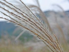 箱根に行ってきました ～中編・すすき草原～ 2014.10.08