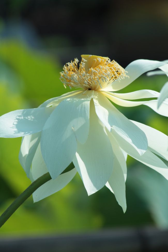 毎年恒例の古代蓮の里に出向き蓮の花を沢山撮ってきました。<br />5年連続通い続け、蓮の花の写真もずいぶんと溜まってきました。<br /><br />毎年行ってるはずなのに、こんな蓮あったっけ？<br />と新しい蓮との出会いに嬉しくなります。<br /><br />そして、ちょっと車を走らせ東北自動車道の羽生PA上り線に行きました。<br />ここは、池波正太郎さんの小説「鬼平犯科帳」の世界観を演出した「鬼平江戸処」が2013年12月19日にオープンしたことを知り、「鬼平犯科帳」好きの父はとても楽しそうでした。江戸の雰囲気と物語に出てくる料理も再現されたものが食べれるともあって、とても楽しいパーキングにドライブ旅も楽しくなること間違いないです！