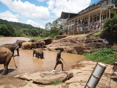 子象の水浴びも見れるピンナワラの像の孤児院