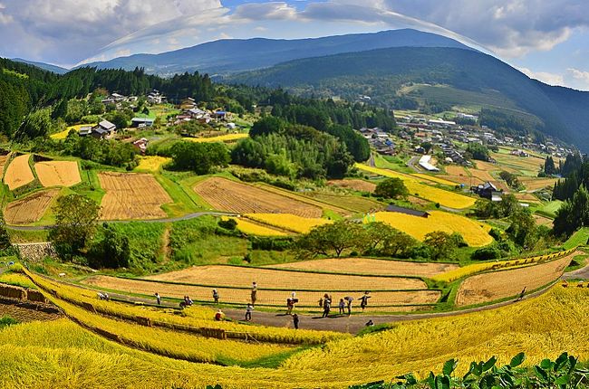 最近は、秋晴れに、絶好の時期に信州の赤蕎麦へと想ったが<br />距離が半端でないので恵那へ日本棚田百選・坂折棚田へ<br /><br />国道248線から八百津へ国道418線から恵那.中野方町へ<br />途中.熊出没.熊発見の看板を見て..去年に引き続き到着・<br />展望台がこしらえてあり..その近くに駐車して棚田を見渡せば、<br />稲刈りが半分が終わり坂折棚田では、<br />稲刈り体験のイベントも行われる時に<br /><br />岐阜県恵那市中野方町坂折地区<br />■ 自家用車中央自動車道「恵那IC」より、県道68号線を北上、約25分。<br />■ 公共交通JR明知鉄道恵那駅から東濃鉄道バスに乗車し約30分、<br />　　　　　　　　　　　　　　　「野瀬」車、徒歩約20分。<br />■NPO法人 恵那市坂折棚田保存会<br />　　　　　　　　　　　　　　　　http://sakaori-tanada.com/<br /><br /><br />大音響で特設ステージでは<br />ダンスパフォーマンス観客が動くのにつられ<br />去年も<br />この様な事になり、カメラを向けました。<br />日本昭和村が一年に一度入場無料なので<br />しかし、今年は無料でなく様子を伺いながら立ち寄りました・<br /><br />地域最大のグルメイベント第５回　ちいき絆ねっと<br />食の陣2014『まんぷく祭』in日本昭和村<br /><br />【住所】岐阜県美濃加茂市山之上町2292-1<br />【アクセス】ＪＲ高山本線「美濃太田駅」から<br />　　　　　　　　バス「平成記念公園　日本昭和村」下車<br />【ホームページ】http://www.nihon-showamura.co.jp<br />　　http://4travel.jp/travelogue/10721883<br />【問い合わせ先電話番号】0574-23-0066<br />【OPEN】 営業時間 : 9:00〜18:00（12月〜2月は10:00〜17:00）<br />【休業日】無休<br />【料金】大人（中学生以上）800円、小人（4才〜小学生）400円、　　　　　　　　　　　4才未満は無料（12月〜2月は入園料半額）　