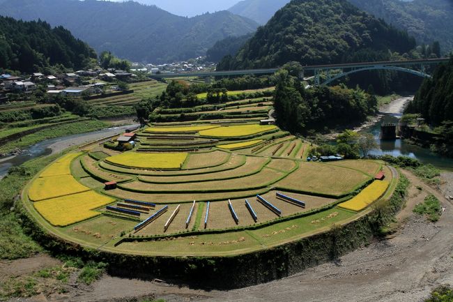 和歌山県有田川町の「あらぎ島」から生石高原のススキが見頃で綺麗でした。