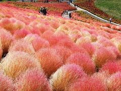 紅葉のコキアを国営ひたち海浜公園に訪ねる