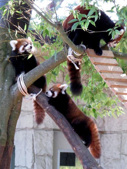 【⑧様】レッサーパンダ＆コツメカワウソ＆コウベモグラ＆アメリカビーバー 着ぐるみ ⑧様】レッサーパンダ＆コツメカワウソ＆コウベモグラ＆アメリカ
