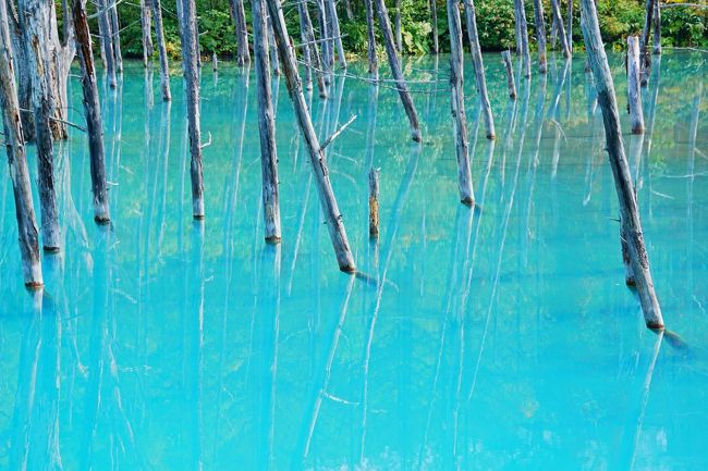 2ヶ月ぶりに北海道の美瑛に行ってきました。前回初めて美瑛を訪れた時にはお天気に恵まれず（参考：http://4travel.jp/travelogue/10912756）、リベンジの旅です。しかも、特典航空券の空席状況の関係もあり、今回は美瑛のみで3泊4日です。<br /><br />旅の目的は、ただ一つ、「晴れている美瑛の景色を堪能すること」。<br /><br />はてさて、リベンジはできたのでしょうか!?<br /><br />なお、この旅行期は3日目のもので、「青い池」と「ルベシベの丘」散策が主な内容となります。<br /><br />【旅程】<br />☆1日目：羽田→旭川空港→美瑛（パッチワークの路）→美瑛泊<br />☆2日目：美瑛→美馬牛（パノラマロード）→美瑛泊<br />★3日目：美瑛（青い池・ルベシベの丘）→美瑛泊<br />☆4日目：美瑛（駅周辺散策）→旭川空港→羽田<br /><br />【施設等のURL】<br />美瑛町観光情報サイト：http://www.biei-hokkaido.jp/<br /><br />【関連旅行記】<br />1日目：http://4travel.jp/travelogue/10936377<br />2日目：http://4travel.jp/travelogue/10937735<br />4日目：http://4travel.jp/travelogue/10942066