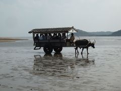 初めての西表ダイビング旅行（陸上観光編（2）：由布島）