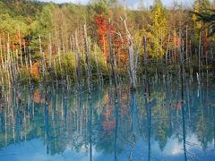 紅葉の白金温泉遊歩道と青い池を散策（北海道）