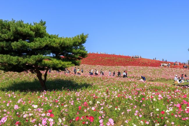 1年前にTVで観て、是非行ってみたいって感じたコキアの大地にやっと行ってくることが出来ました！<br />前回福島に行った時は、やっぱり3連休で朝3時頃自宅を出発しましたが、渋滞もなく東京を無事通過することが出来たので、<br />今回も春にネモフィラを見に行った時と同じ、朝7時に自宅を出発・・・・・・<br /><br />開園時間・・・9：30〜<br />入園料・・・大人410円（シルバー割引もあり）<br />駐車場・・・510円<br /><br />【関連旅行記】<br />コキア（緑）の旅行記<br />http://4travel.jp/travelogue/11045073<br /><br />ネモフィラ時期の旅行記<br />http://4travel.jp/travelogue/10880752<br />