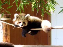 秋のレッサーパンダ紀行【４】 茶臼山動物園　びっくり！！もう竹の葉を食べているノンちゃんの双子ちゃん！！　そして、お帰りなさい！！ロン君！！