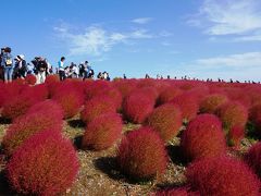 日帰りドライブ！紅いコキアに出会うひたち海浜公園への旅