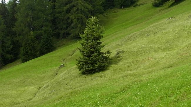 Davosには、Davoser 9-Alpen-Tourと名付けられたトレッキングコースがあります。Davos Dorf、もしくは、Mittelstation Höhenwegから南西(Filisur方面)に向かって、約8時間歩くコースです。<br />今回のDavos旅行のメインイベントですが、資料で8時間とあるコース、温泉スイス夫婦の足では9時間以上かかりそう。ですので、完全クリアするのであれば、2日かける必要があります。今回は初めてのDavosでしたし、天気も良くなかったため、2日もかける余裕がなく、最後まで行くことができませんでした。残りは次回ぜひ。<br /><br />コースは、Davos Dorf(Mittelstation Höhenweg)→Büschalp→Schatzalp(ここまでは前日歩いていたので省きました)→Podestatenalp→Lochalp→Grüeni Alp→Erbalp→Stafelalp(天気が危なくなってきたのでここで断念)→Chummeralp→Bärentaler Alp→Glaris、と続きます。Mittelstation Höhenwegからは、反対方向にPanoramawegがありますから、Gotschnagratからずっと歩き続けることもできます。<br /><br />ところで、この旅行記、ある意味、キノコ図鑑と言えるかも…。