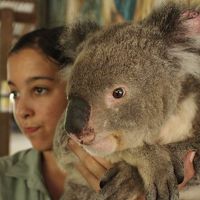 オーストラリアの動物や自然と触れ合う　ケアンズ６日間・前編