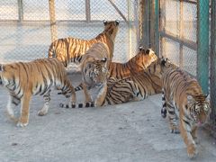 とら、トラ、虎、そして時々違った猛獣（東北虎林園）