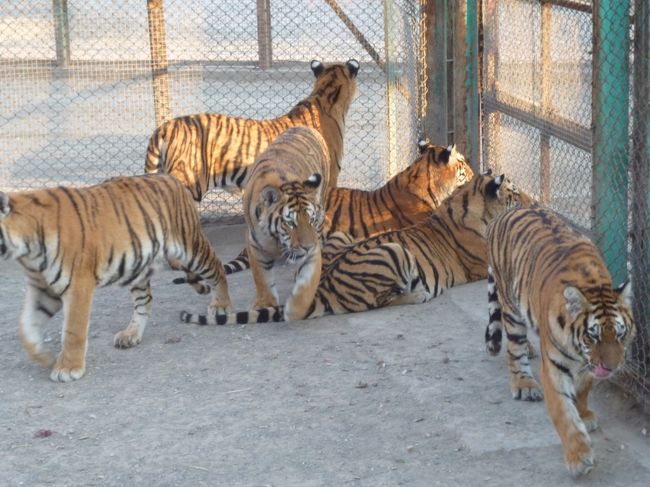 太陽島の次は、タイガーを見に行くと言われました。中国のシベリアン・タイガーの繁殖を兼ねた動物園らしいです。虎かよ！と思ったのですが、見たら結構興奮して楽しかったです。<br />