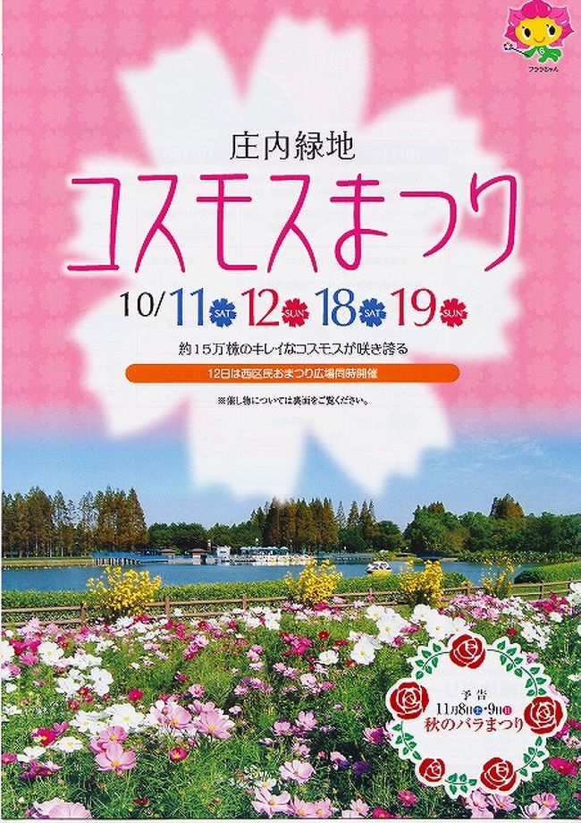 10月11日（土）〜19日（日）迄コスモスまつりを庄内緑地南東のボート池周辺のサイクリングコースに沿って、15万株のコスモスが色鮮やかに咲き誇ってますが、背の高いコスモスは前回の台風で倒れてあまり綺麗ではないですが、横にある背の低いコスモスは綺麗に咲いていました。また池の周りのゴールデンピラミッドは綺麗に咲いていました。<br />11日（土）、12日（日）は温室前にて野外コンサートと18日（土）19日（日）は管理棟ホールにてクラシックコンサートを開催。