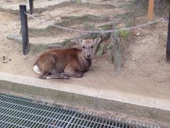 四国旅行5日目。東大寺、犬山城