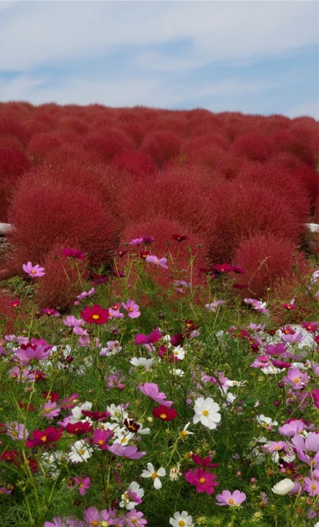 真っ赤なコキアと秋の花を探して ひたち海浜公園 くまなく歩いた約10キロ ひたちなか 茨城県 の旅行記 ブログ By まりも母さん フォートラベル