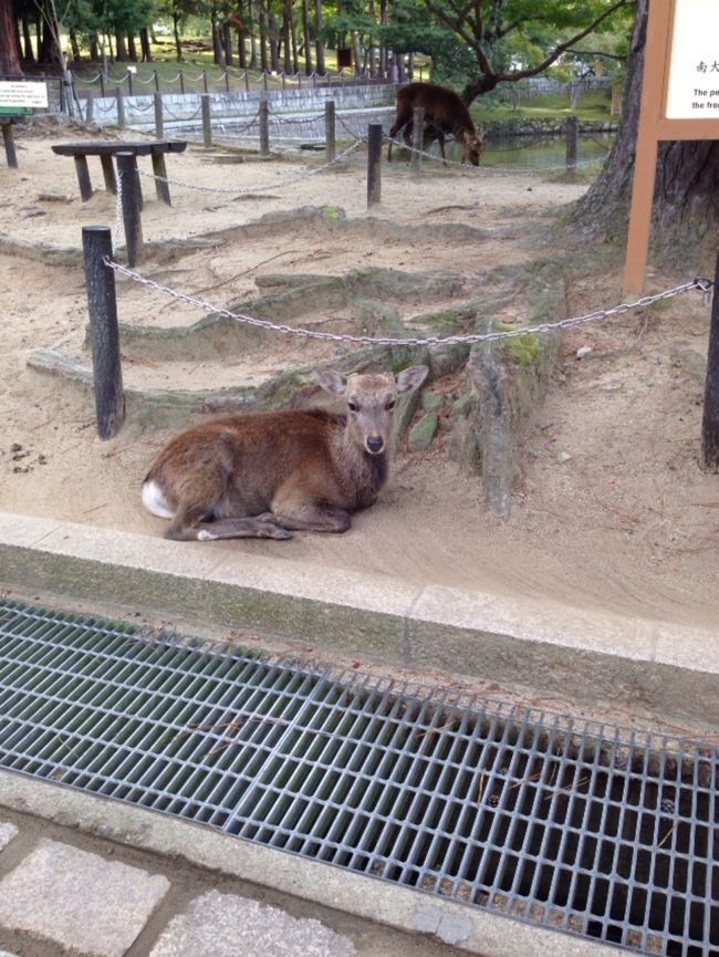 四国を脱出し帰りがてら観光。田舎を満喫していたため、都会の殺伐とした感じが辛い。