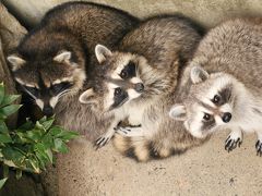 2014年度の茶臼山動物園レッサーパンダの赤ちゃん詣は偶然jilllucaさん・ピヨうさぎさくんと一緒@（４）その他の動物たち：シャワーを浴びていたアジアゾウのフー子さん、くりくりおめめの茶色と白のアライグマ、子供たちが増えたニホンザル、ふわふわ真っ白なアルパカのバールくん、ウォンバットのスミレちゃん等