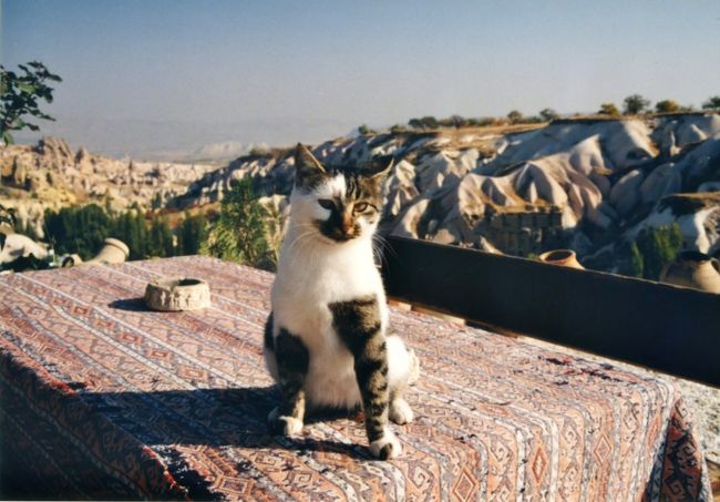 トルコには猫がいっぱい。以前、出会った猫、犬たちともう一度、逢っつてみたいなあ