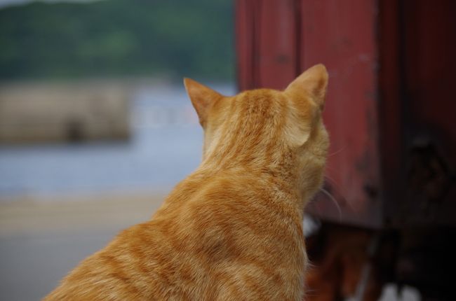 福岡で有名な猫島　相島へ。<br />新宮港から町営渡船「しんぐう」に乗ること20分弱。<br />玄界灘の荒波の先には、たくさんの猫たちが！<br />※船の揺れが結構激しいため、船酔いが心配な方は酔い止めの服用を。