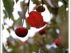 Solitary Journey ［1453］ 秋景色を楽しむ♪山頂付近は草原が広がって中国山地のパノラマを満喫できます♪＜道後山＞広島県庄原市