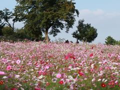 秋を満喫　満開のコスモス畑＋こどもの森　【国営昭和記念公園】