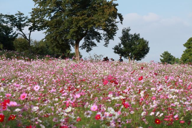 写真教室の撮影実習で昭和記念公園へ行きました。ここは撮影実習でよく利用する場所なので、私はこの１年間で４度めの訪問になります。今回はコスモス真っ盛りの季節です。いつものように、撮影実習が終わってから一人居残って園内を回って来ました。<br /><br />国営昭和記念公園は昭和天皇在位50周年記念事業の一環として立川飛行場跡に建設された公園で、出入口８か所、駐車場３か所、レンタサイクルセンター３か所、レストラン・カフェ６か所（他に売店多数）を持つ巨大公園です。<br /><br />その施設が半端じゃありません。ボートに乗れる「水鳥の池」、ペタンクやフットサルコートを持つ運動広場、首都圏最大級の面積を誇る大小９つのプール、バーベキューガーデン、チューリップで有名な「渓流広場」、広々とした芝生の「みんなの原っぱ」、日本庭園、盆栽苑、花木園、武蔵野の昔の農家を再現した「こもれびの里」、季節の一年草が丘の斜面を埋め尽くす「花の丘」、子供用遊戯施設がたくさんある「こどもの森」、武蔵野の雑木林の再生を目指す「こもれびの丘」、噴水広場の「カナール」、昭和天皇記念館、花みどり文化センターなど・・・。<br />すべてを回るには何度も通わねば見きれません。<br /><br />こもれびの里、日本庭園、盆栽苑は前回居残って回ったので、今回は３か所のコスモス畑のほか、「こどもの森」と「トンボの湿地」を回って来ました。<br /><br />昭和記念公園の３か所のコスモス畑は次のとおりです。<br /><br />１．原っぱ西花畑　ピンクのコスモス７種類80万本　９月中旬〜10月中旬　一番早く見ごろを迎えます。<br />２．原っぱ東花畑　イエロー系コスモス２種類70万本　10月上旬〜10月下旬　２番目に見頃を迎えます。<br />３．花の丘　ピンクのコスモス「センセーションミックス」なんと400万本！　10月中旬〜11月上旬　私が行った時、ちょうど見頃を迎えていました。　<br /><br />広い園内を移動するにはレンタサイクルを借りるか、パークトレインを利用すると効率よく楽に回れます。でも私はひたすら徒歩で回りました。くたくたに疲れました〜。