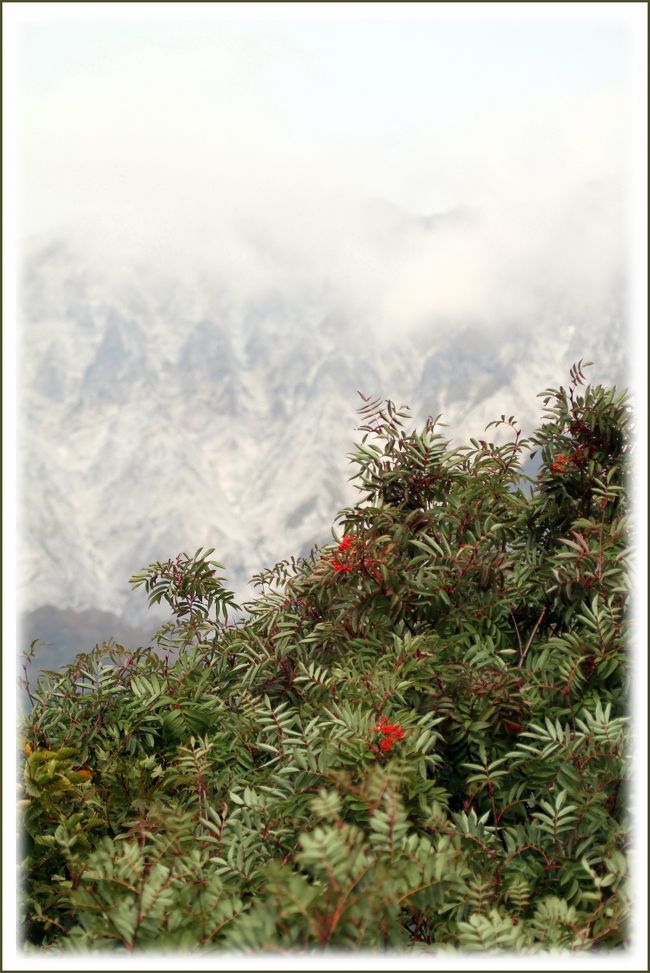 ■秋景色を楽しむ♪　中国地方最高峰、険しい断崖を見せる伯耆大山<br />　<br />∇大山（だいせん）は、中国山地から離れた位置にある独立峰で、標高１７２９ｍの火山で、鳥取県および中国地方の最高峰です。<br />　角盤山（かくばんざん）とも呼ばれるほか、鳥取県西部の旧国名が伯耆国であったことから伯耆大山（ほうきだいせん）、あるいはその山容から郷土富士として伯耆富士とも呼ばれます。<br />　南壁を眺める一番のビューポイントは大山環状道路沿いにある標高約８００ｍの「鍵掛峠展望所」です。<br />　伯耆大山ができたのは、今から５万〜１万年前の噴火によりできたという。<br /><br />≪　今回の‘大山＆蒜山’車旅ルート　≫<br />　秋景色を楽しむ♪スーパー台風１９号が来ていたので日帰り旅になりました。<br />▲道後山／広島県庄原市西城町三坂<br />▲根雨の町並み／鳥取県日野町根雨<br />▲御机の茅葺小屋／鳥取県日野郡江府町御机<br />▲奥大山スキー場／鳥取県日野郡江府町御机<br />▲鍵掛峠／鳥取県日野郡江府町大河原<br />▲桝水高原／鳥取県西伯郡伯耆町大内<br />▲大山まきばみるくの里／鳥取県西伯郡伯耆町小林<br />▲鏡ケ成湿原／鳥取県日野郡江府町鏡ヶ成<br />▲鬼女台展望休憩所／岡山県真庭市蒜山下徳山<br />▲蒜山タンチョウの里／岡山県真庭市蒜山上福田<br />▲ジャージー牛ふれあい広場／岡山県真庭市蒜山上福田<br />▲ジャージーランド／岡山県真庭市蒜山中福田<br />▲ホースパーク／岡山県真庭市蒜山中福田<br />▲道の駅蒜山高原／岡山県真庭市蒜山富山根<br />▲八束自然牧場公園／岡山県真庭市蒜山富山根<br />▲日本一の石鳥居／岡山県真庭市蒜山西茅部<br />▲茅部神社／岡山県真庭市蒜山西茅部<br />▲猿飛湖・俣野川ダム／鳥取県日野郡江府町大字武庫<br /><br />【手記】<br />　せっかくの連休、１泊２日の予定で鳥取県・大山の秋景色＆里山景色を楽しんでこようかと考えていたのですが、運悪く１３日（月）にスーパー台風１９号が中国地方に最接近するということなので、仕方なく日帰りドライブに変更しました。<br />　・・・と言うことで、今回は１日の時間をたっぷりと使うため、早朝４時４０分に出発、中国地方最高峰の大山周辺・蒜山周辺をなんの当てもなく、秋景色を楽しみながらウロチョロと走り回って参りました。チカレタビー　＾皿＾；　<br />　この時期、山間地域の季節の移ろいをカメラを通して楽しんでおりますと、気分晴れ晴れ、脳内リフレッシュができるような気がします。片道２５０ｋｍ、爽やかな秋風を受けながらのんびりと愛車を転がしてきました。<br />　昔から何度も何度も訪れている大山、自然たっぷりでロケーションも抜群に良く紅葉時期もそれはそれはきれいなんです。ですけれども、休日＝紅葉時期とはなかなかいかず、紅葉観賞はいずれ日を改めてどこかへ出かけて行こうと思います。<br /><br />　※表紙の写真は鳥取県日野郡江府町大河原の「鍵掛峠」から見た大山南壁です。