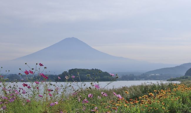 10月の3連休、北海道への旅行を予定していましたが台風が近づいていることもあってキャンセル。でもせっかくの連休なので、思いつきで富士山を見に行くことに。<br />行き当たりばったりの日帰りドライブでしたが、河口湖では秋の草花と美しい富士山の姿を、山中湖では満開のコスモス畑を満喫。秋らしい風景に出会え、良いリフレッシュになりました。
