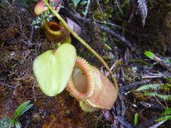 大自然のボルネオ島へ～キナバル登山編～