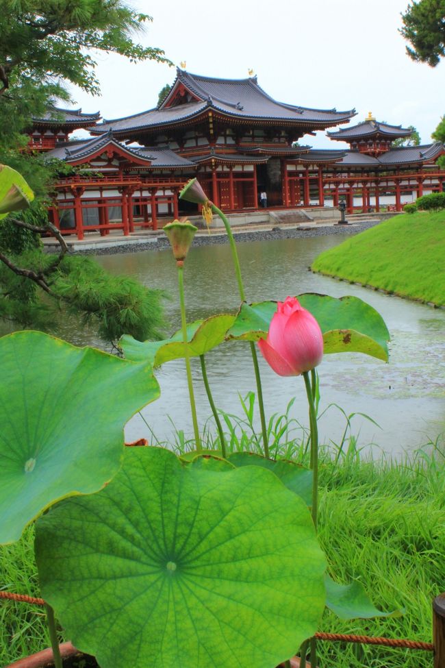 富田林の花火の後は２日、宇治でランチと平等院鳳凰堂を訪れた。２００５年に訪れたので感動は薄かったけど、鳳ちゃん、凰ちゃんがきれいになったのが嬉しい。阿弥陀様のＵＰが撮影できたこと、源氏物語ミュージアムにも足を延ばし、宇治川で羽を乾かす鵜が見れたこと。にっぽん縦断こころ旅で訪問した塔の島に行けたことなど小さな喜び見つけた。