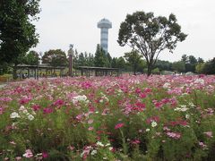 コスモスの咲く木曽三川公園